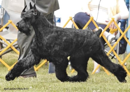 Giant Schnauzer Breed Standard Giant Schnauzer Breed Standard
