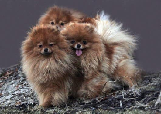 Living with the Pomeranian Living with the Pomeranian