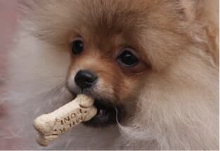 Living with the Pomeranian Living with the Pomeranian