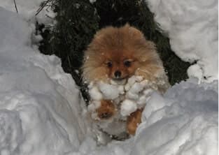 Living with the Pomeranian Living with the Pomeranian