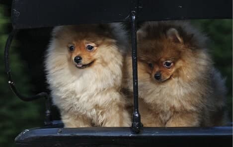 Living with the Pomeranian