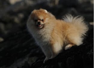 Living with the Pomeranian Living with the Pomeranian