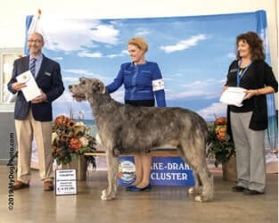 Limerick Irish Wolfhounds | Linda Souza Limerick Irish Wolfhounds | Linda Souza