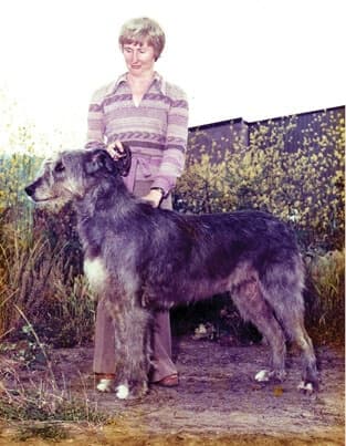 Ch. Roaree of Limerick at eight years
