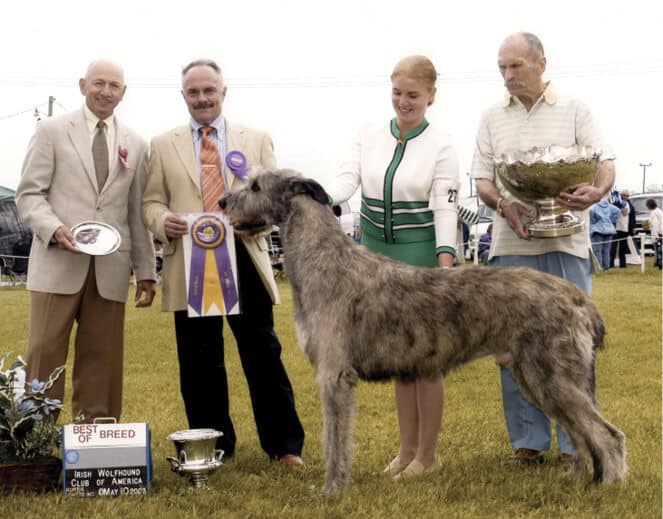 Limerick Irish Wolfhounds | Linda Souza Limerick Irish Wolfhounds | Linda Souza