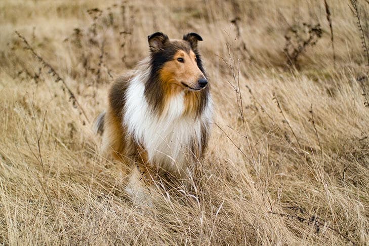 Correct Collie Expression