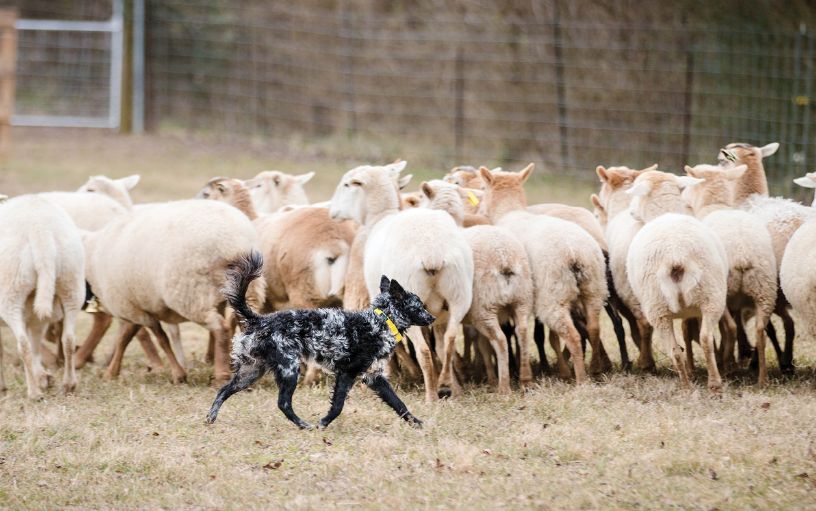 Purebred Mudi