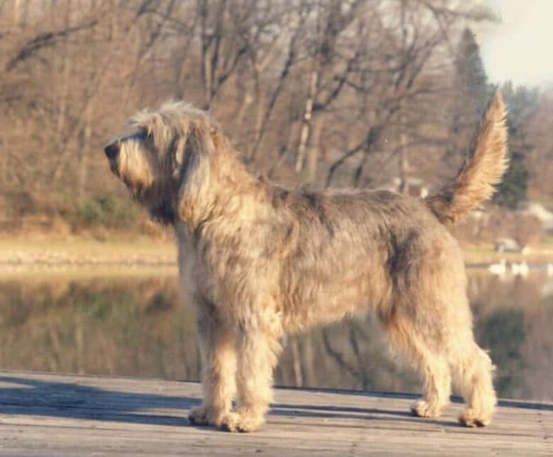 Purebred Otterhounds