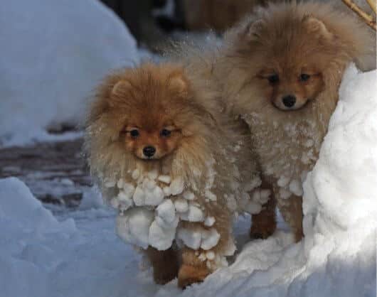 Living with the Pomeranian