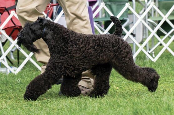 Grooming the Kerry Blue Terrier