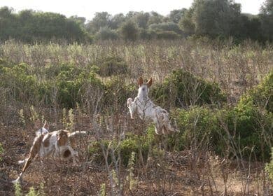 Purebred Ibizan Hound | Leaps of Knowledge
