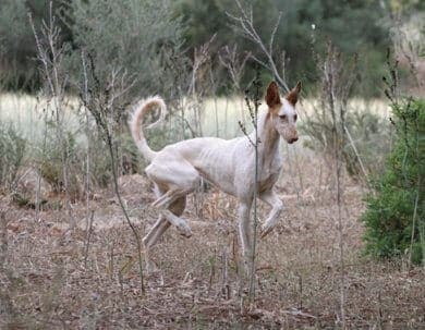 Purebred Ibizan Hound Purebred Ibizan Hound