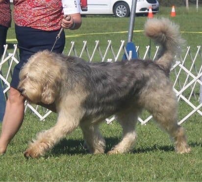 Picking an Otterhound Puppy