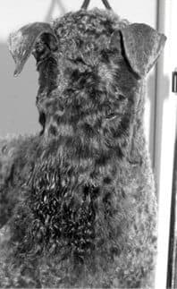 Grooming the Kerry Blue Terrier