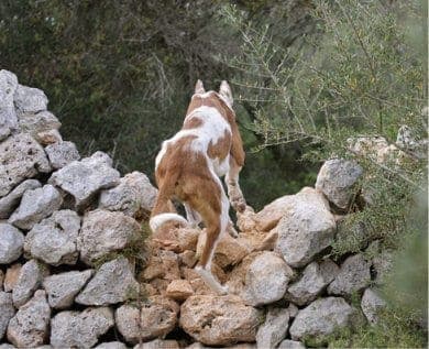 Purebred Ibizan Hound Purebred Ibizan Hound