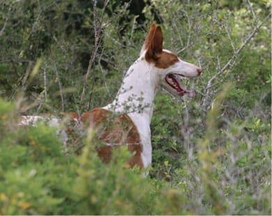 Purebred Ibizan Hound | Leaps of Knowledge
