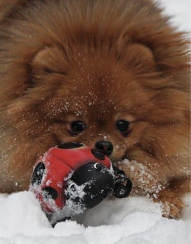 Living with the Pomeranian Living with the Pomeranian