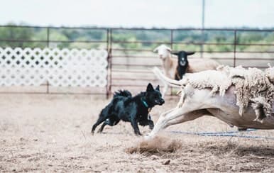 Purebred Mudi | An Ideal Farm Partner