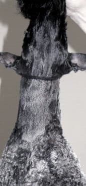 Grooming Kerry Blue Terrier Grooming Kerry Blue Terrier