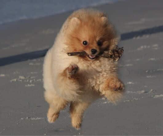 Living with the Pomeranian
