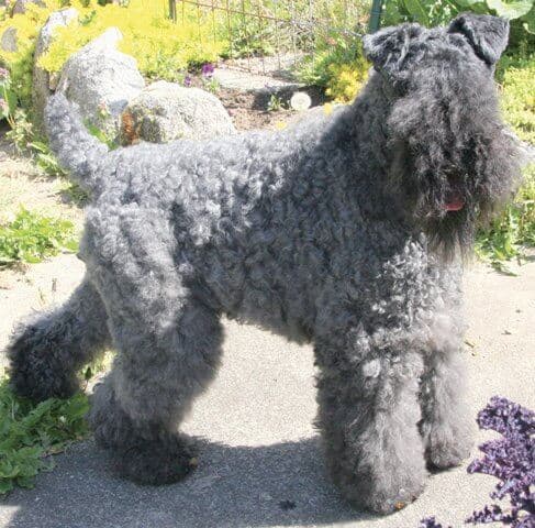 Figure 3. A Brushed and Combed Kerry Figure 3. A Brushed and Combed Kerry