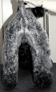 Grooming Kerry Blue Terrier Grooming Kerry Blue Terrier