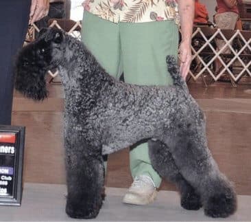 Grooming Kerry Blue Terrier Grooming Kerry Blue Terrier