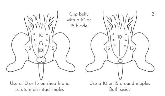 Grooming Kerry Blue Terrier Grooming Kerry Blue Terrier