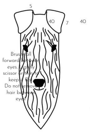 Grooming Kerry Blue Terrier Grooming Kerry Blue Terrier
