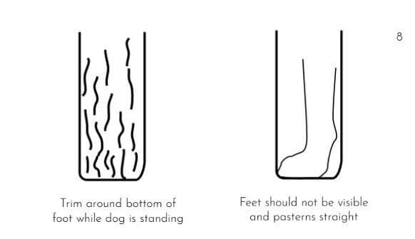 Grooming Kerry Blue Terrier Grooming Kerry Blue Terrier