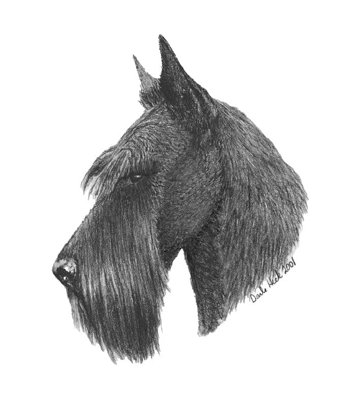 Purebred Scottish Terrier's Head