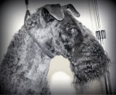 Grooming the Kerry Blue Terrier