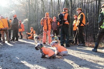 Ceskys Hunting in a Pack