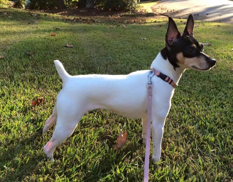 Kallmee Toy Fox Terrier