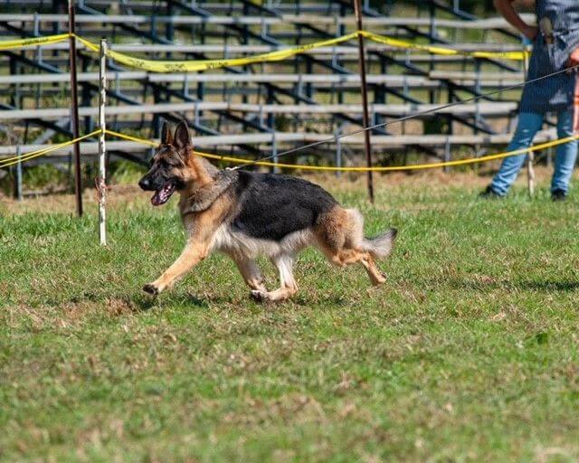 Tripphill Kennels | Mary Tripp