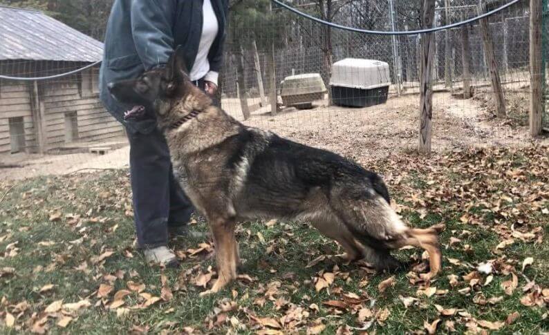 Aramist Kennels & Enterprises LLC | Donna Calabrese