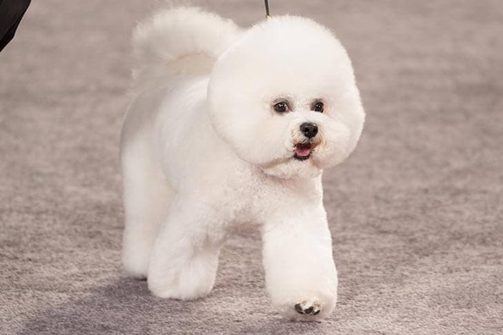 Judging the Bichon Frise Judging the Bichon Frise