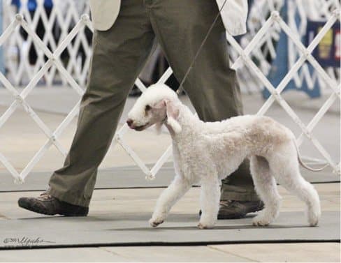 Purebred Bedlington Terrier Purebred Bedlington Terrier