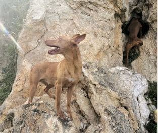 Cirneco dell’Etna’s Function