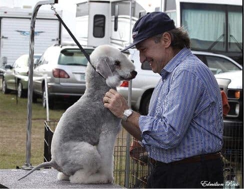 Why Are There So Few Bedlington Terrier Dogs?