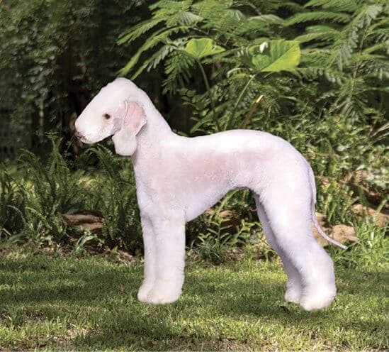 Purebred Bedlington Terrier Purebred Bedlington Terrier