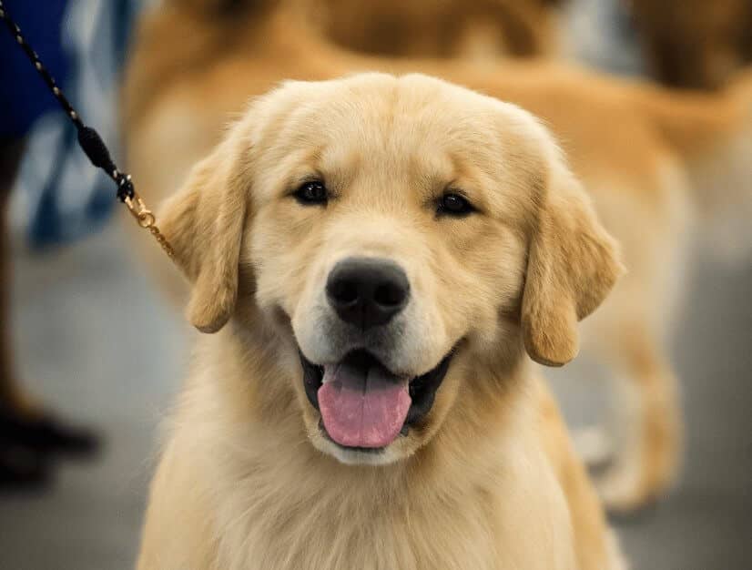 The 10 Commandments for Owner Handlers