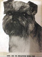 Brussels Griffon | The ‘Almost Human Expression’