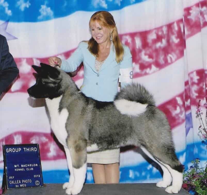 Judging the Akita