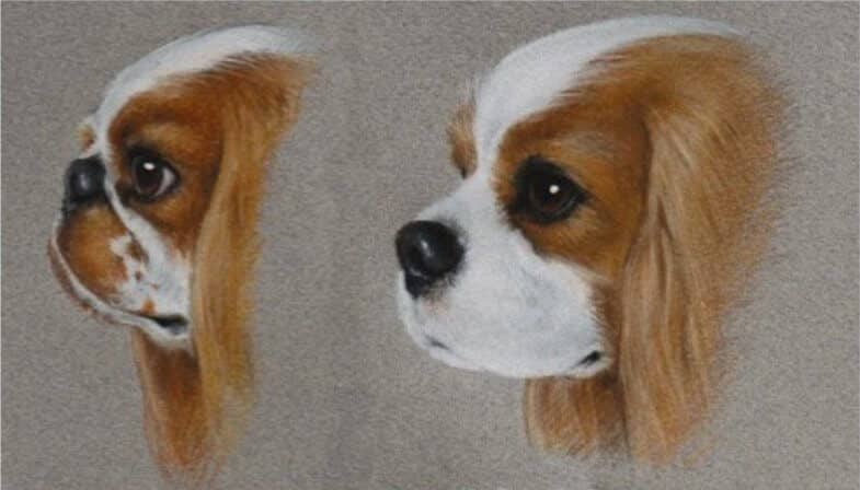 English Toy Spaniel vs cavalier king charles spaniel