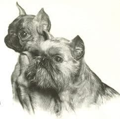 Brussels Griffon | The ‘Almost Human Expression’