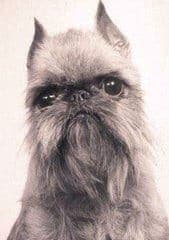 Brussels Griffon Human Expression Brussels Griffon Human Expression