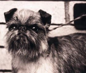Brussels Griffon Human Expression Brussels Griffon Human Expression