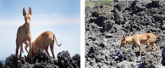 Cirneco dell’Etna’s Function