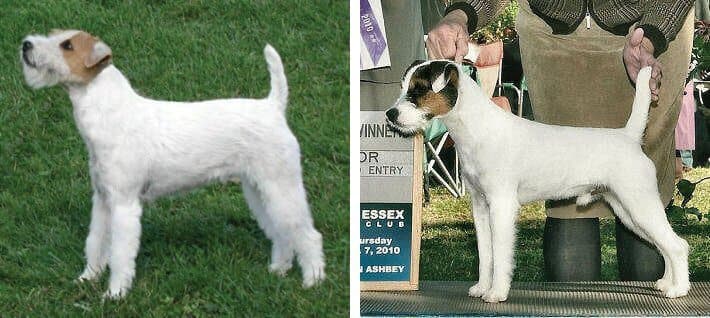 Judging the Parson Russell Terrier Judging the Parson Russell Terrier